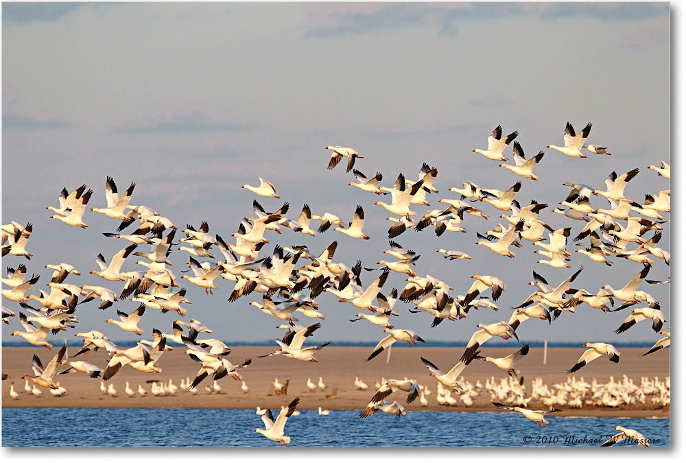 SnowGeese_ChincoNWR-sc_2010Nov_D4A1494 copy