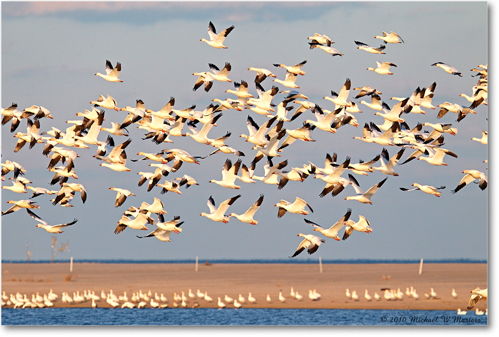 SnowGeese_ChincoNWR-sc_2010Nov_D4A1498 copy