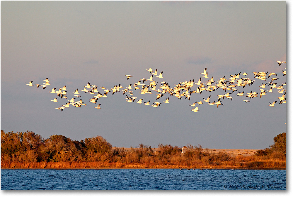 SnowGeese_ChincoNWR-sc_2010Nov_D4A1541 copy