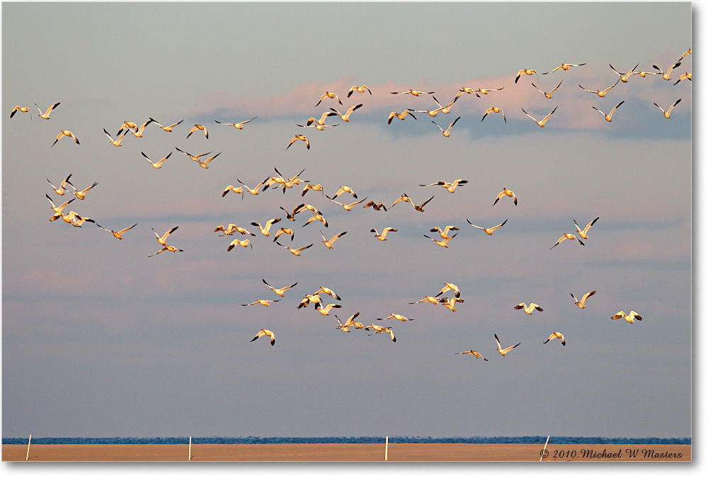 SnowGeese_ChincoNWR-sc_2010Nov_D4A1564 copy