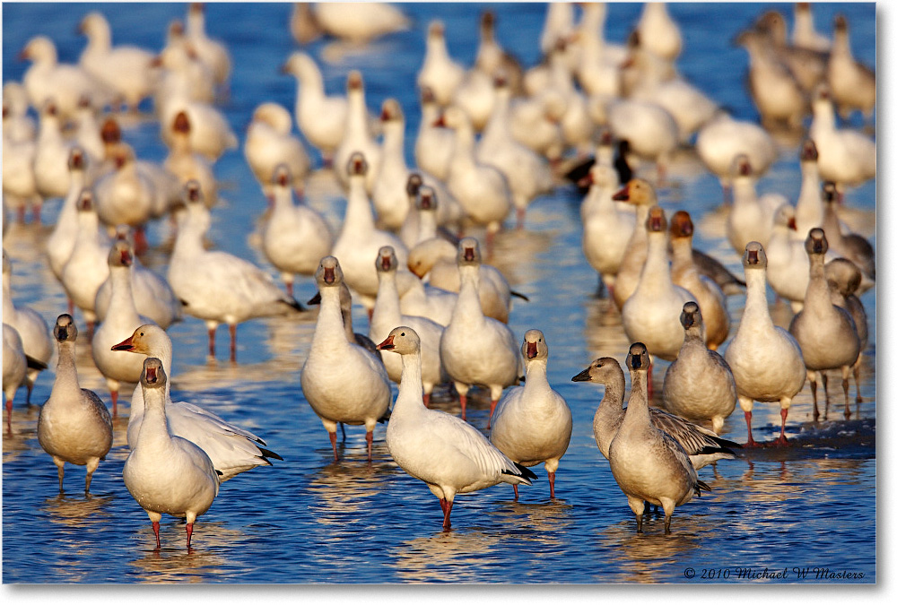 SnowGeese_ChincoNWR-sc_2010Nov_S3A3120 copy
