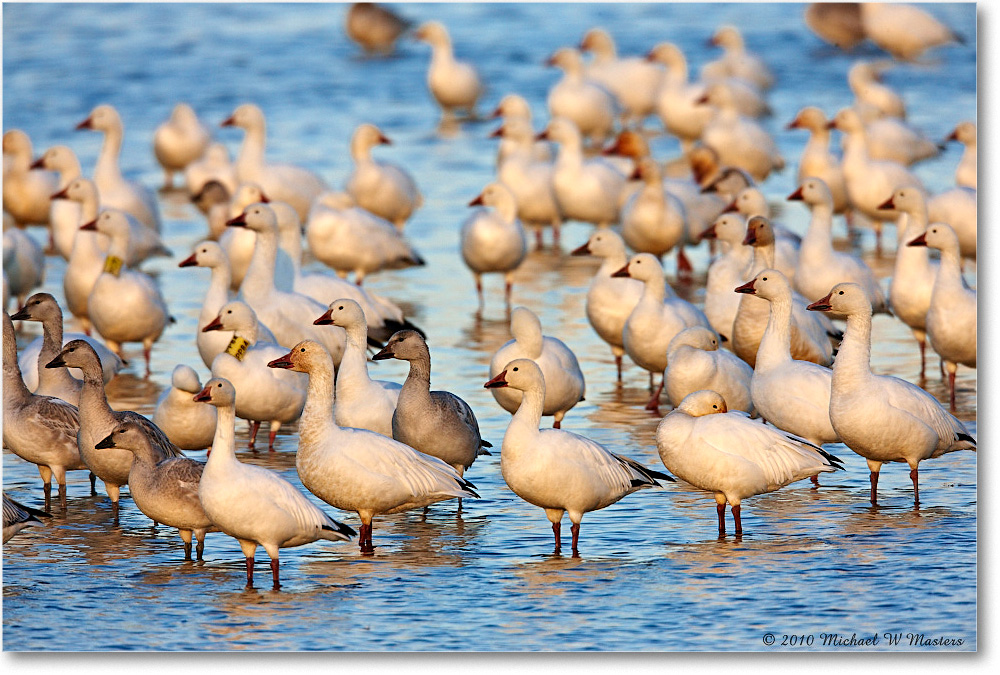 SnowGeese_ChincoNWR-sc_2010Nov_S3A3122 copy