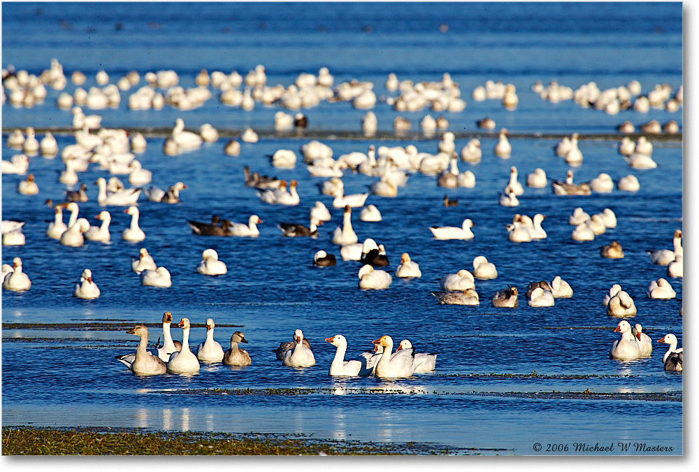 SnowGeese_ChincoNWR-wll_2006Nov_E0K8400 copy