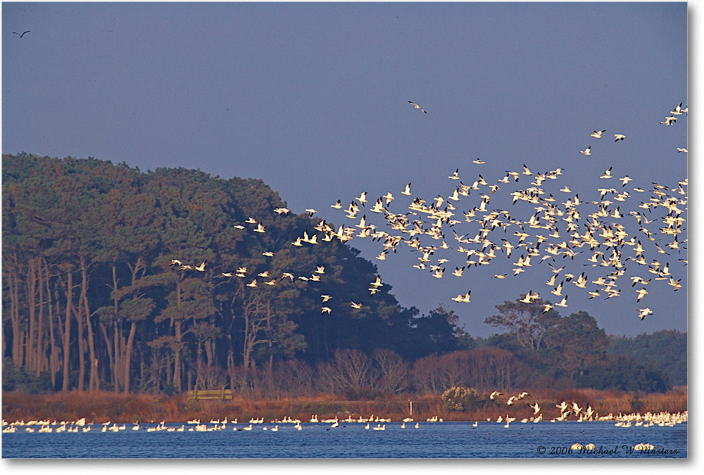 SnowGeese_ChincoNWR-wll_2006Nov_E0K9960 copy