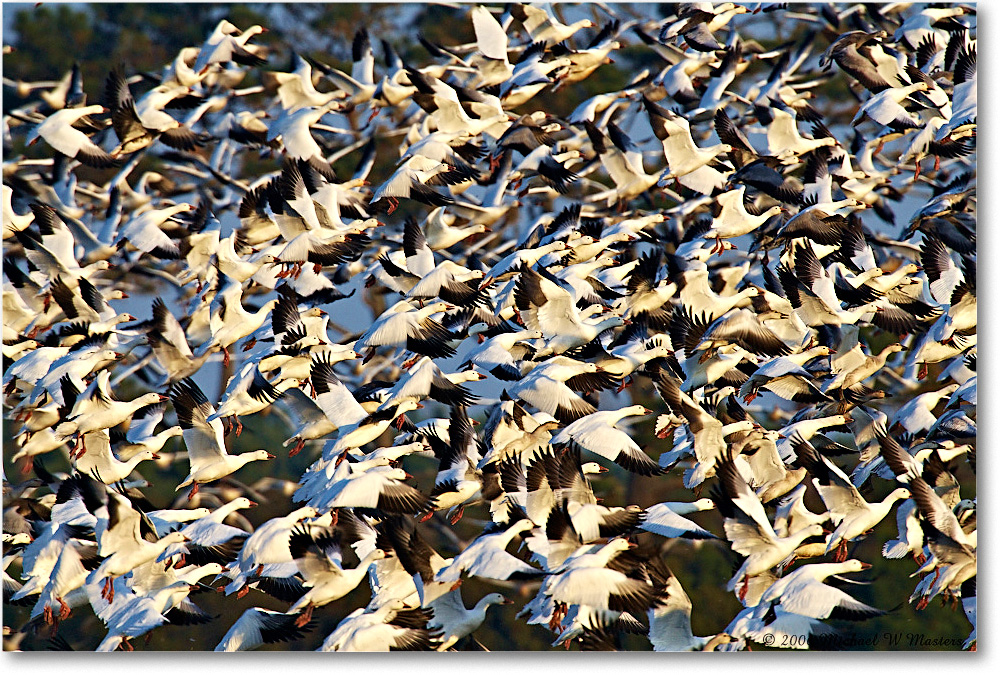 SnowGeese_ChincoNWR-wll_2006Nov_E0K9967 copy