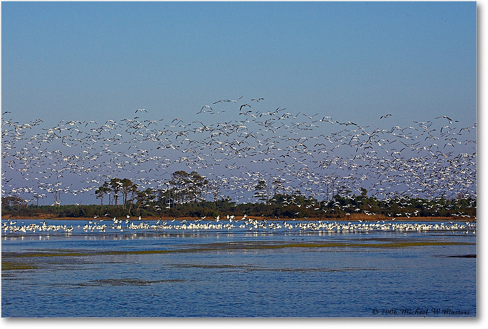 SnowGeese_ChincoNWR-wll_2006Nov_Y2F1068 copy