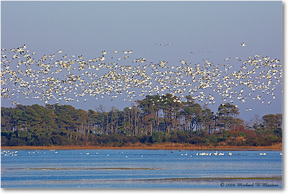 SnowGeese_ChincoNWR-wll_2006Nov_Y2F1077 copy