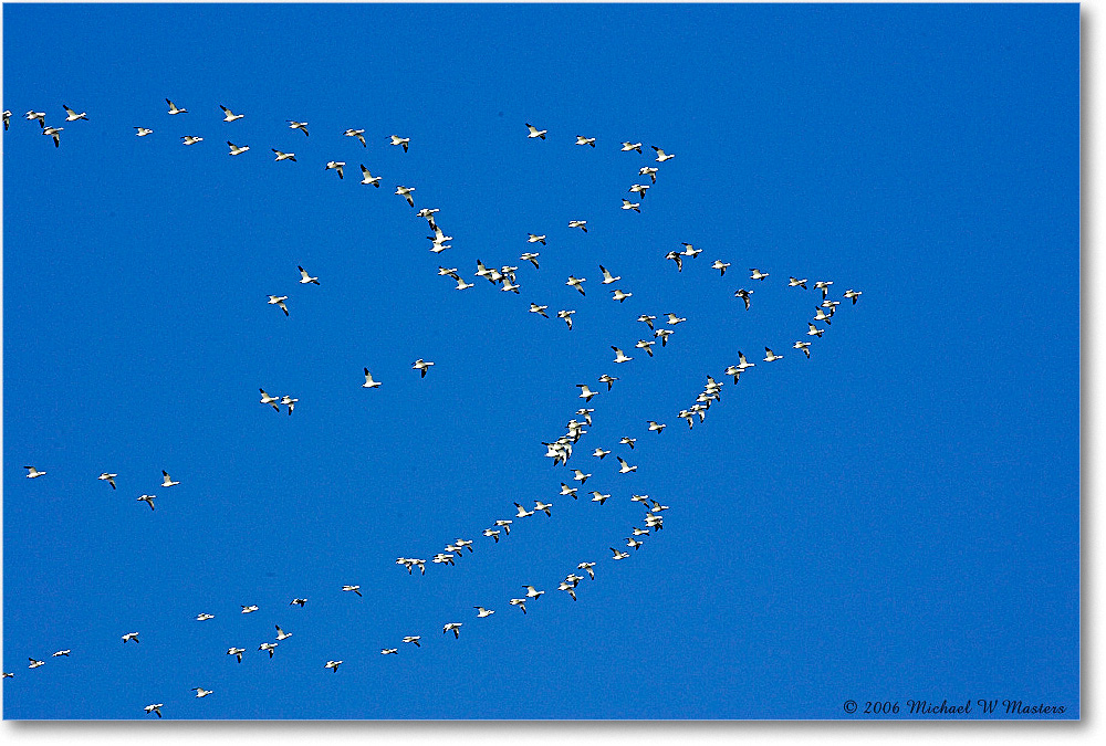 SnowGeese_ChincoNWR_2006Nov_Y2F1013 copy