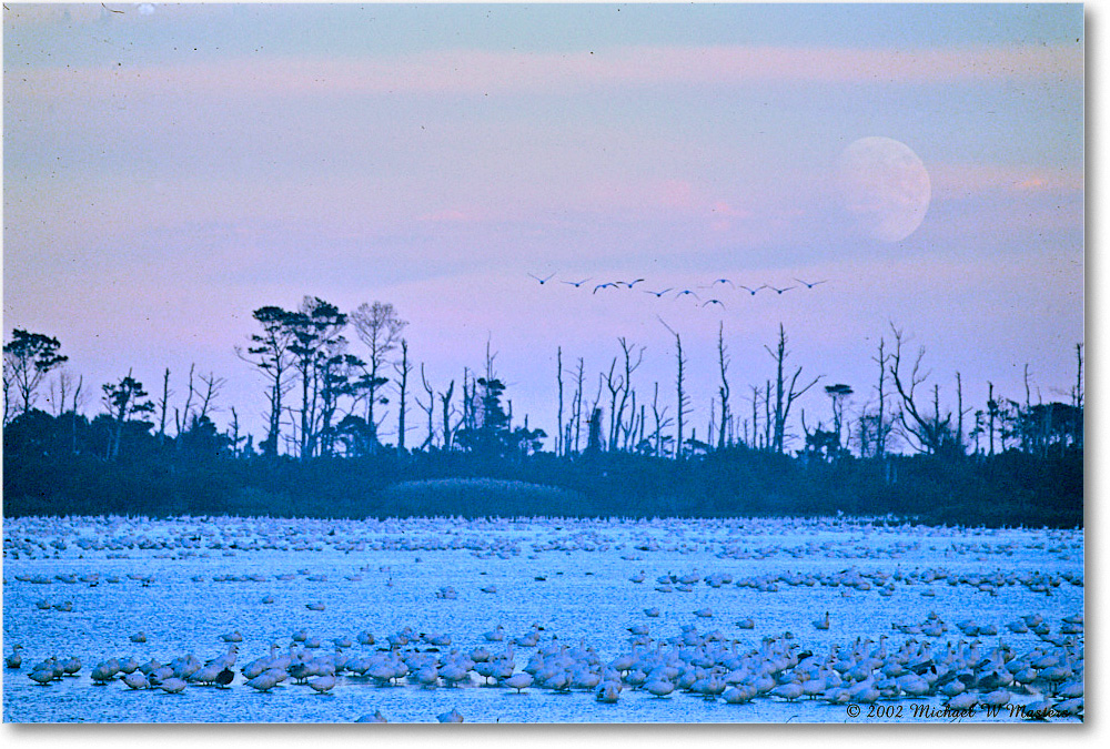 SnowGooseMoon_WildlifeLoop_2002Nov_F01 copy