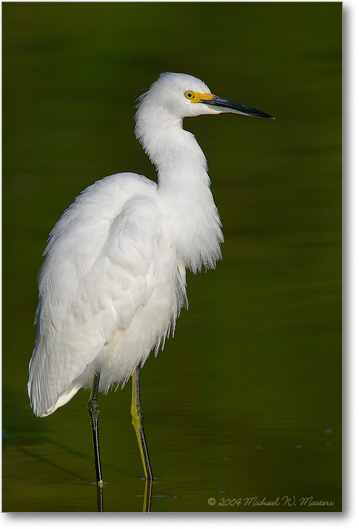 SnowyEgret-ChincoNWR-1FFT5869