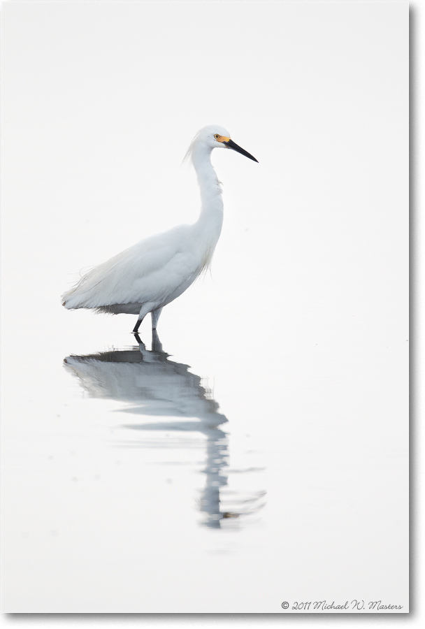 SnowyEgret-ChincoNWR-2011June_D4A4076