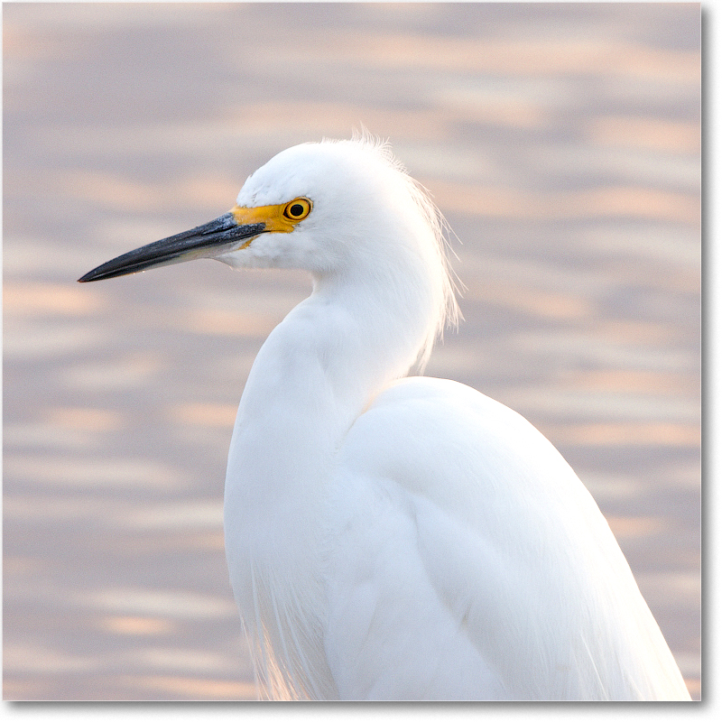 SnowyEgret-MerrittNWR-2011Feb_S3A4620