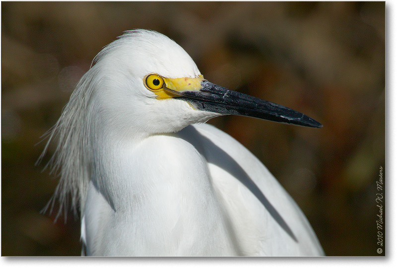 SnowyEgretEel_ChincoNWR_2004May_1FFT4146