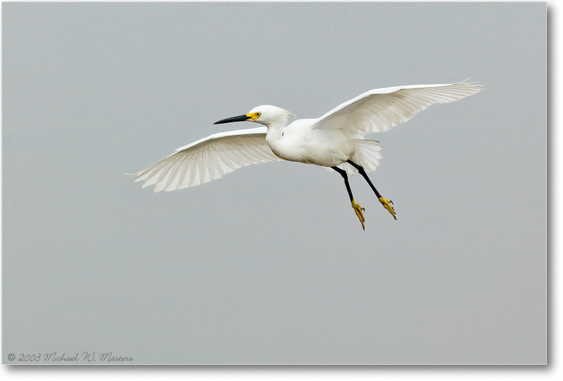 SnowyEgret_ChincoNWR_2003June_1FFT0829