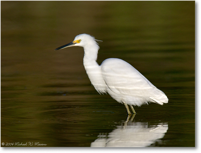 SnowyEgret_ChincoNWR_2004Oct_1FFT5794_1
