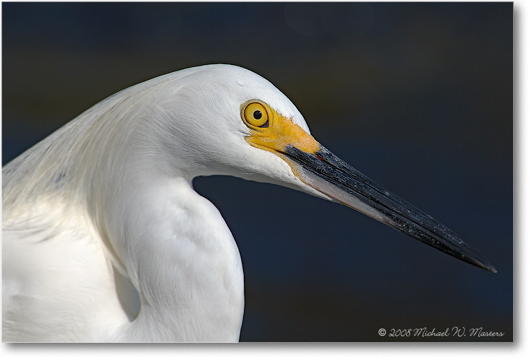 SnowyEgret_DingDarlingFL_08Jan_1Ds2_E0K8001