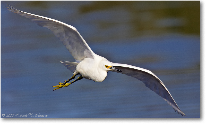 SnowyFlying_ChincoNWR_2004Oct_Y2F0793