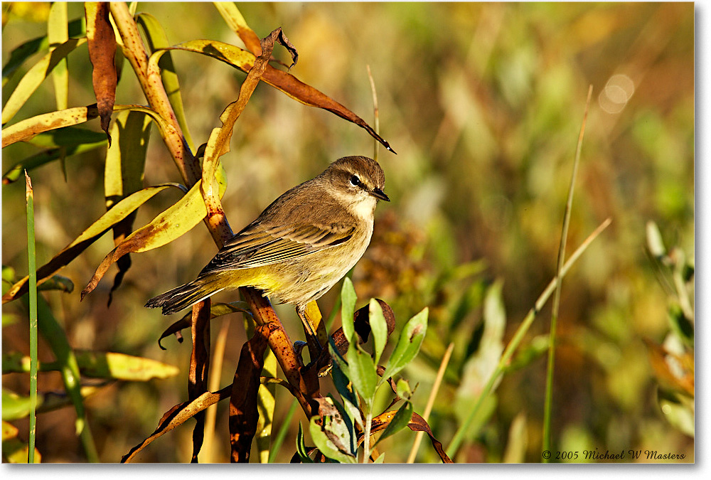 PalmWarbler_ChincoNWR-wll_2005Oct_E0K4427 copy