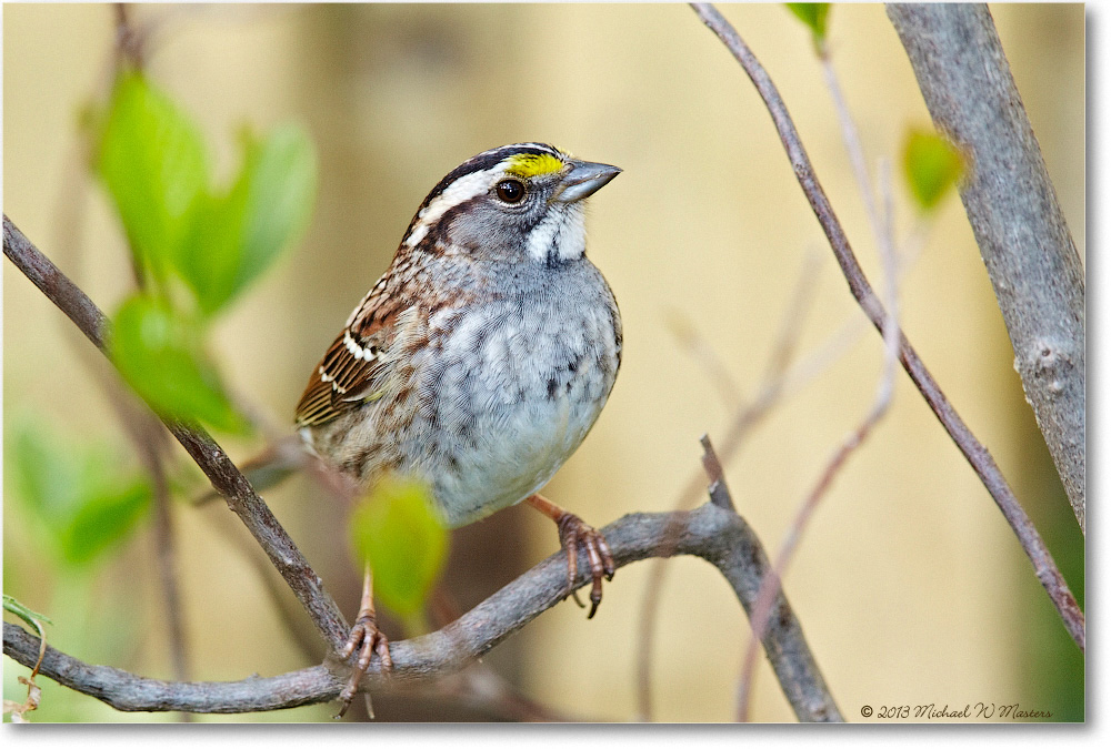 SparrowWhiteThroated-Virginia-2013Mar_D5A0702