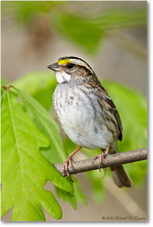 SparrowWhiteThroated-Virginia-2013Mar_D5A0720