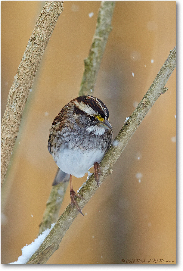 SparrowWhiteThroated-Virginia-2014Mar-1DXA0045