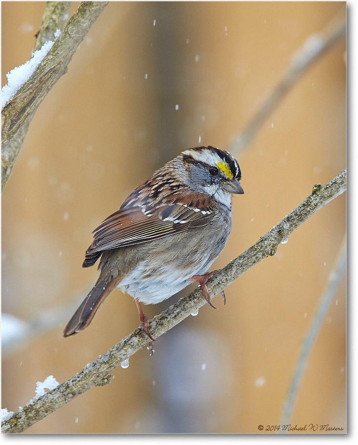 SparrowWhiteThroated-Virginia-2014Mar-1DXA0057