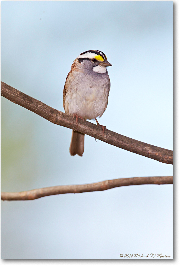 SparrowWhiteThroated-Virginia-2014Spring-1DXA0360