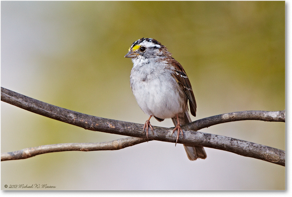SparrowWhiteThroated_Virginia_2013Mar_D5A0473