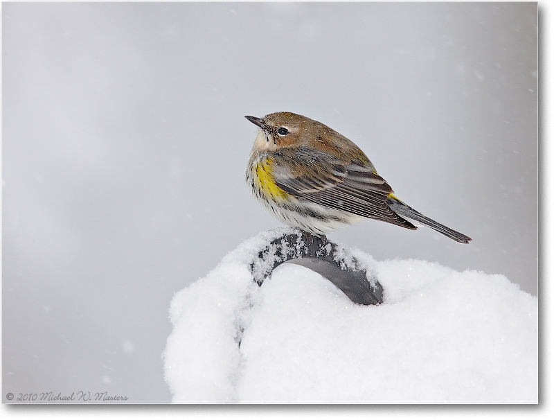 WarblerYellowRumped_Virginia_2010Feb_S3A1040