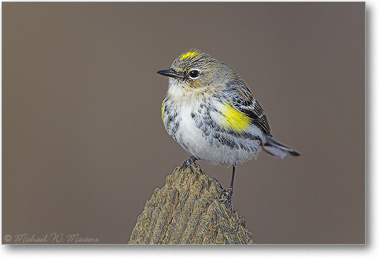 WarblerYellowRumped_Virginia_E0K1380