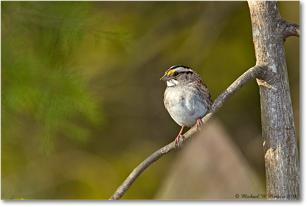 WhiteThroatSparrow_Virginia_2018Apr_3DXA4872 copy