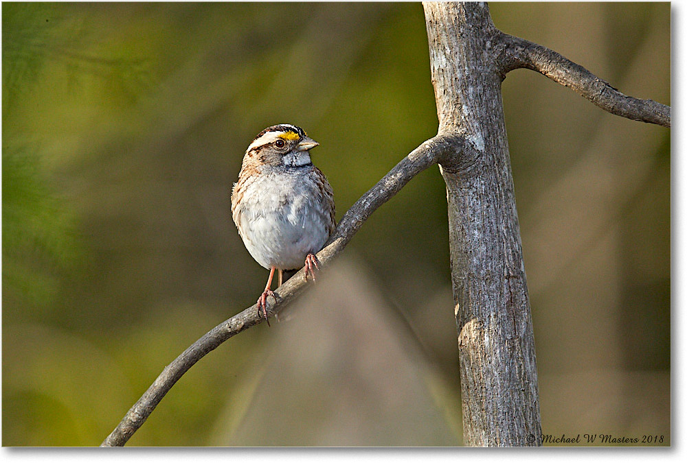 WhiteThroatSparrow_Virginia_2018Apr_3DXA4873 copy