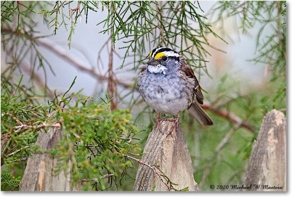 WhiteThroatSparrow_Virginia_2020Apr_3DXA3661 copy