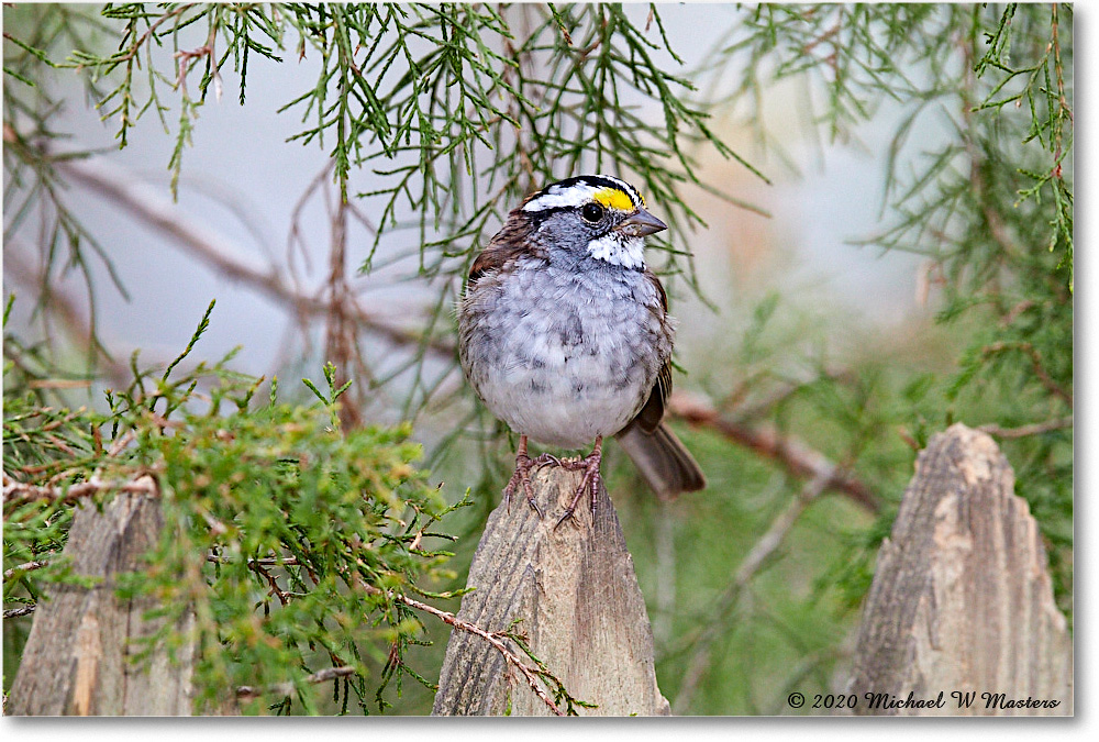 WhiteThroatSparrow_Virginia_2020Apr_3DXA3664 copy
