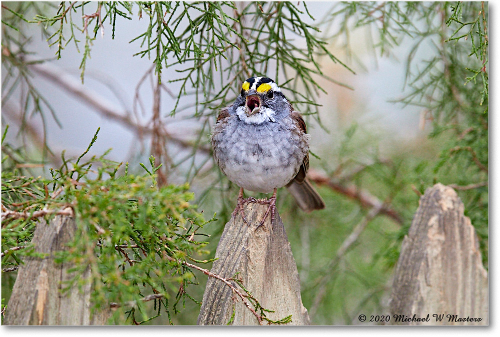 WhiteThroatSparrow_Virginia_2020Apr_3DXA3670 copy