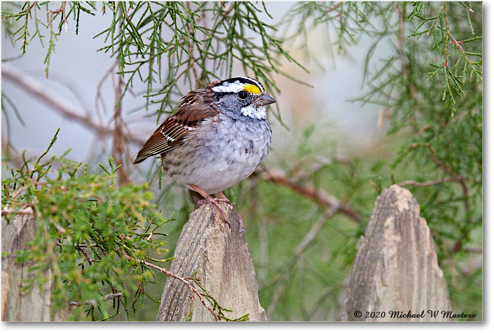WhiteThroatSparrow_Virginia_2020Apr_3DXA3680 copy
