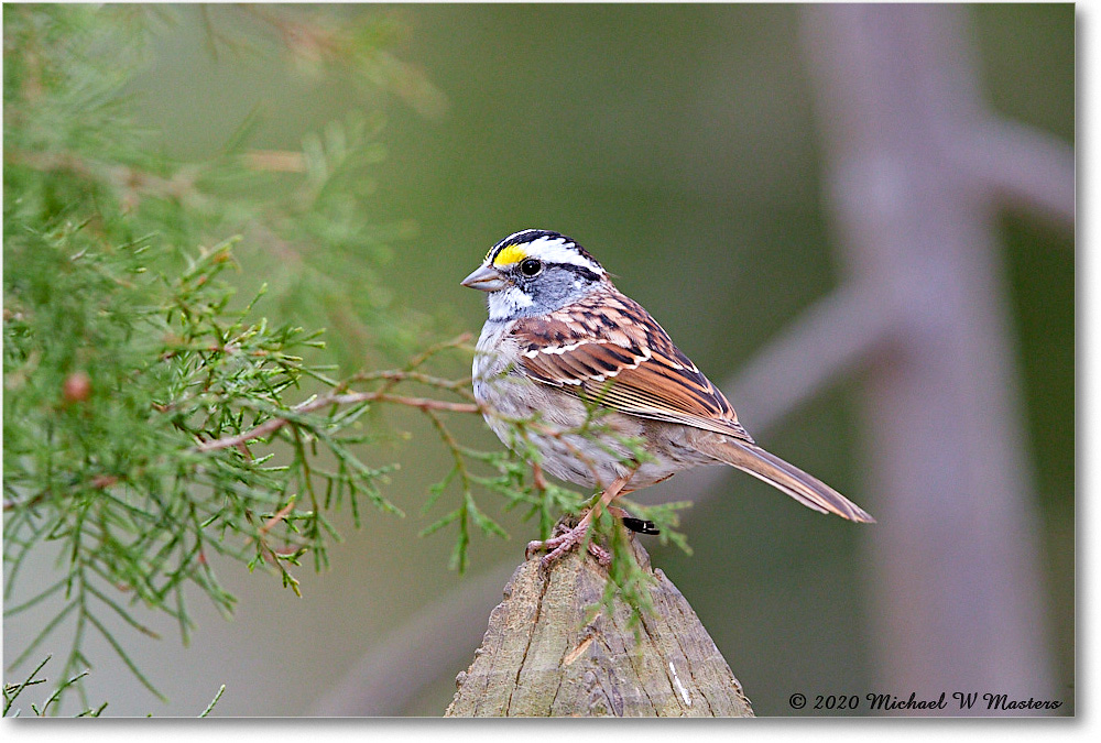 WhiteThroatSparrow_Virginia_2020Apr_3DXA3690 copy
