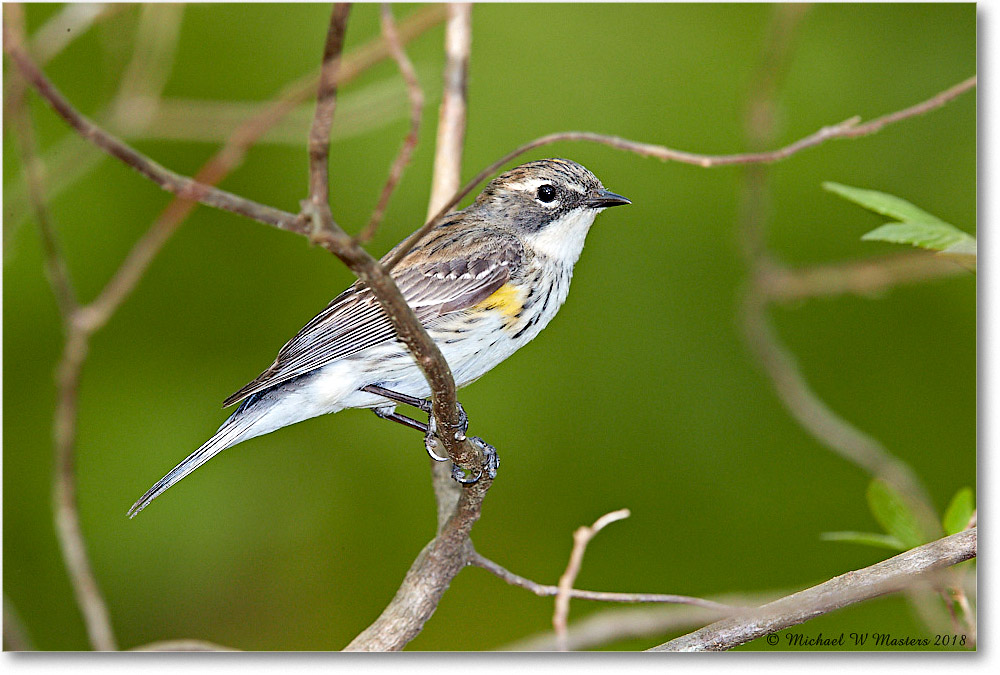 YellowRumpWarbler_Virginia_2018May_3DXA4947 copy