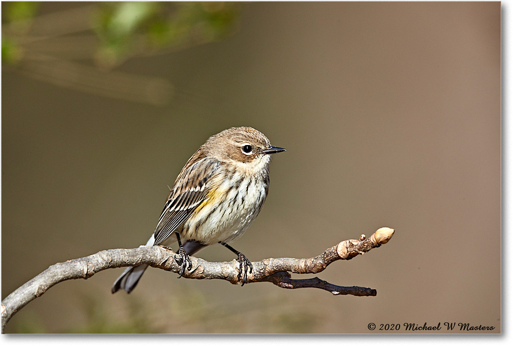YellowRumpWarbler_Virginia_2020Mar_3DXA3481 copy