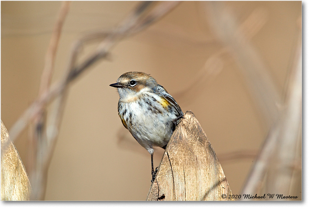 YellowRumpWarbler_Virginia_2020Mar_3DXA3553 copy
