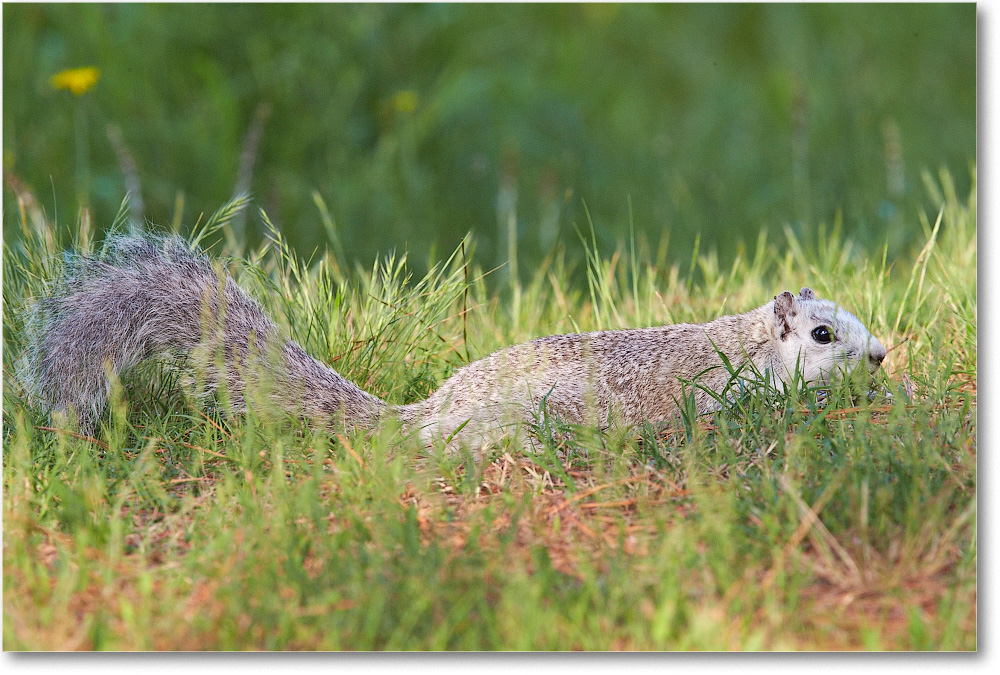 FoxSquirrel-ChincoteagueNWR-2014June_1DXA0754 copy