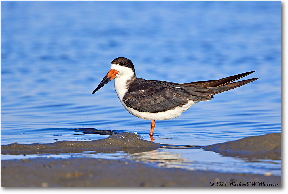 BlackNeckSkimmer_TomsCove_2021Jun_R5B01708 copy