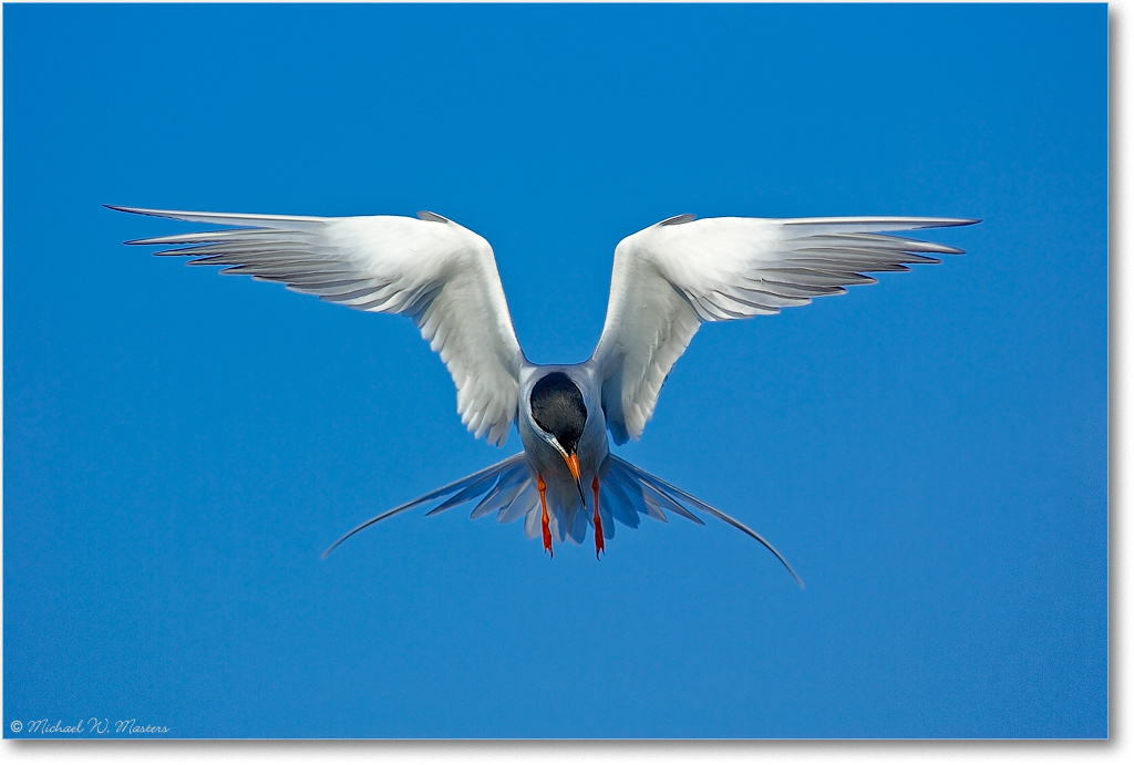 Forster'sTern-ChincoNWR-2007May_Y2F1279