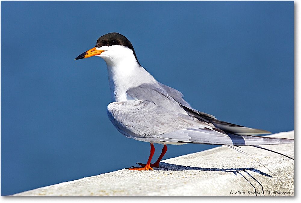 Forster'sTern_Assateague-bridge_2006May_Y2F7969 copy