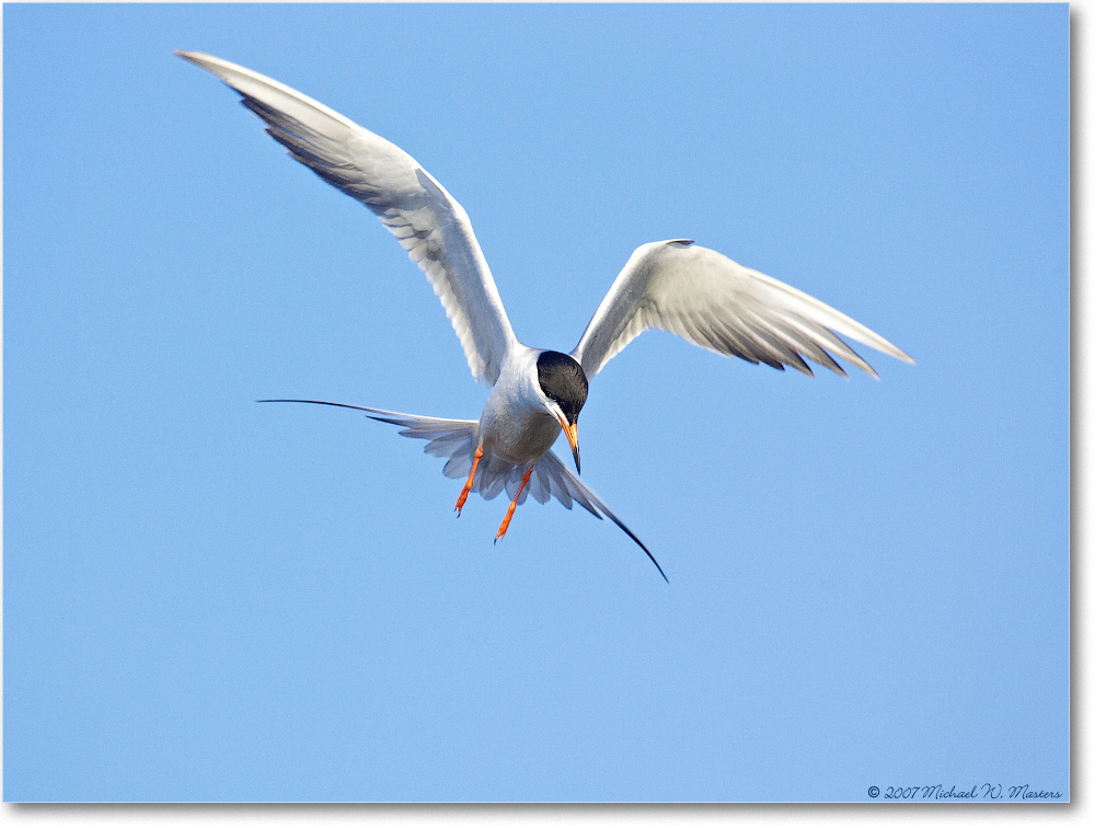Forster'sTern_ChincoNWR_2007May_Y2F1413