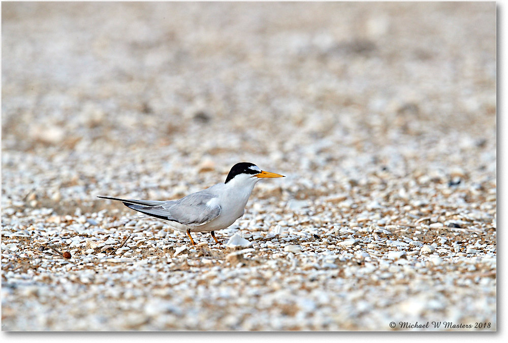 LeastTern_Assateague_2018Jun_4DXB5289 copy