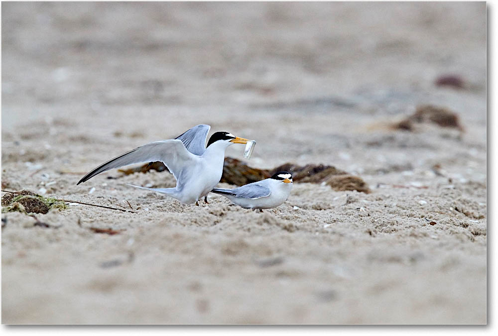 LeastTerns_Assateague_2016Jun_3DXA1288 copy