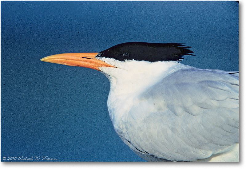 RoyalTern-SanibelFL-2000Mar-5H1