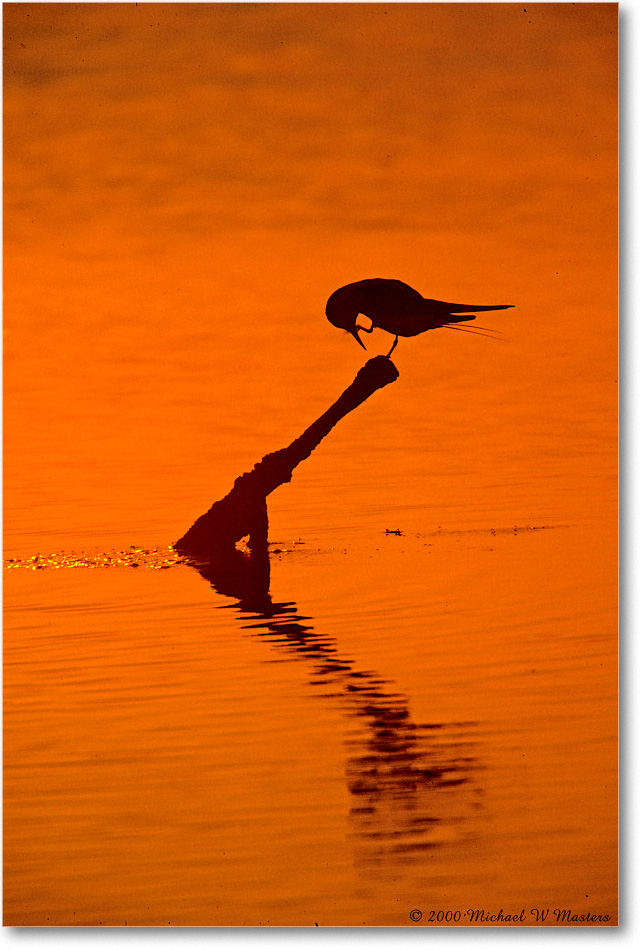 TernSilhouette_ChincoNWR-SwanCove_2000Jun_K32 copy