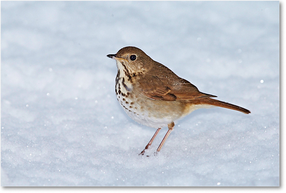HermitThrush-Virginia-2015Feb-1DXA1500 copy